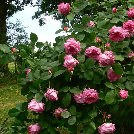 Roşu - trandafiri vechi de gradină
